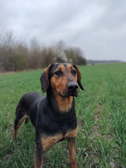 Gończy Polski suczka