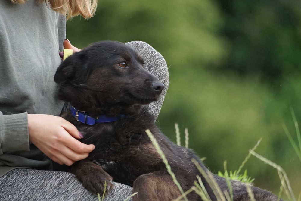 Tasza - przepiękna sunia w typie mini labrador