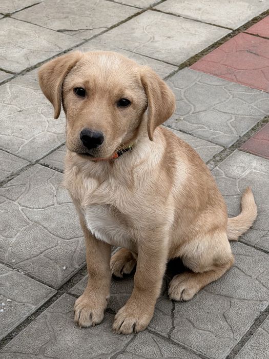 Лабрадор золотистий