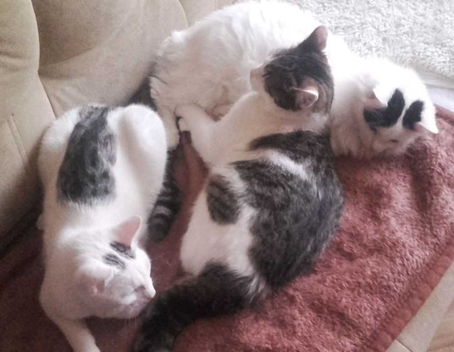 Łagodne misie kochają ludzi i koty, 8 mies.