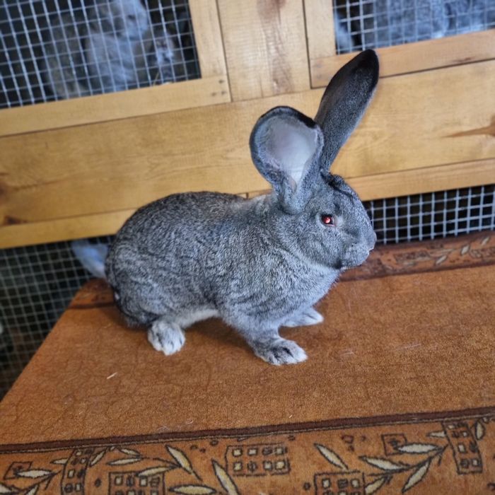 Belgijski olbrzym szynszlowy