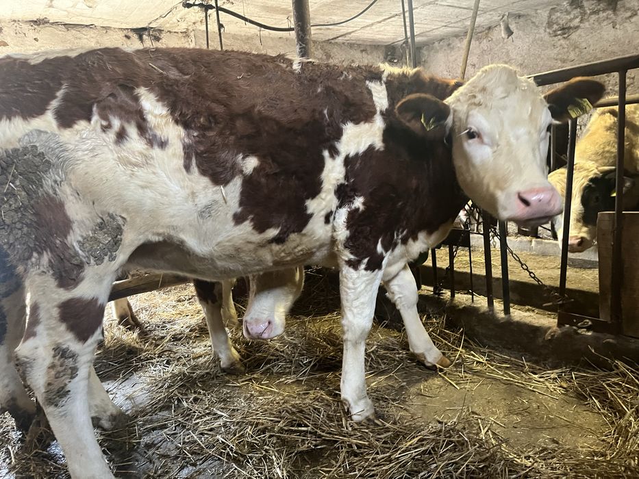 Jałówki wysoko cielne