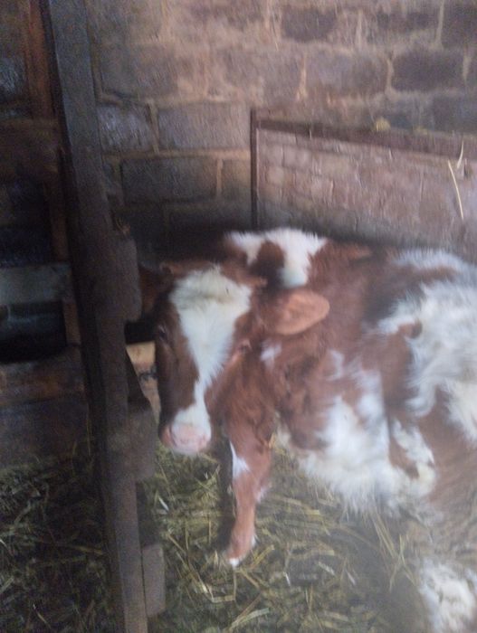 Теличка 4 місяця