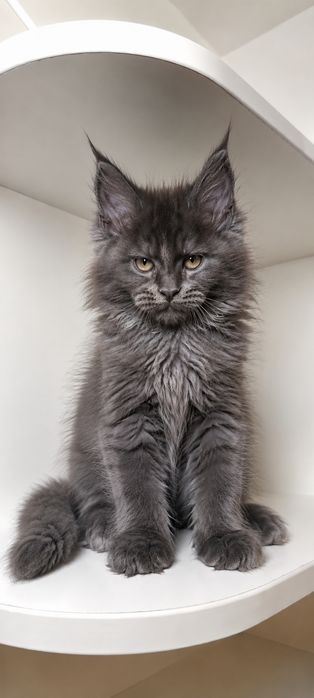 Элитный мальчик Maine Coon — котёнок, в которого невозможно не влюбиться