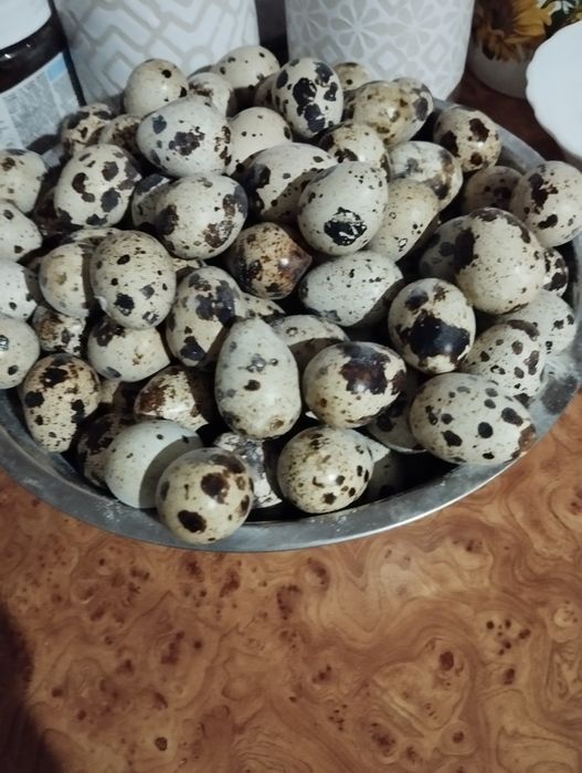 Яйце перепела ,м'ясо,перепела різного віку.