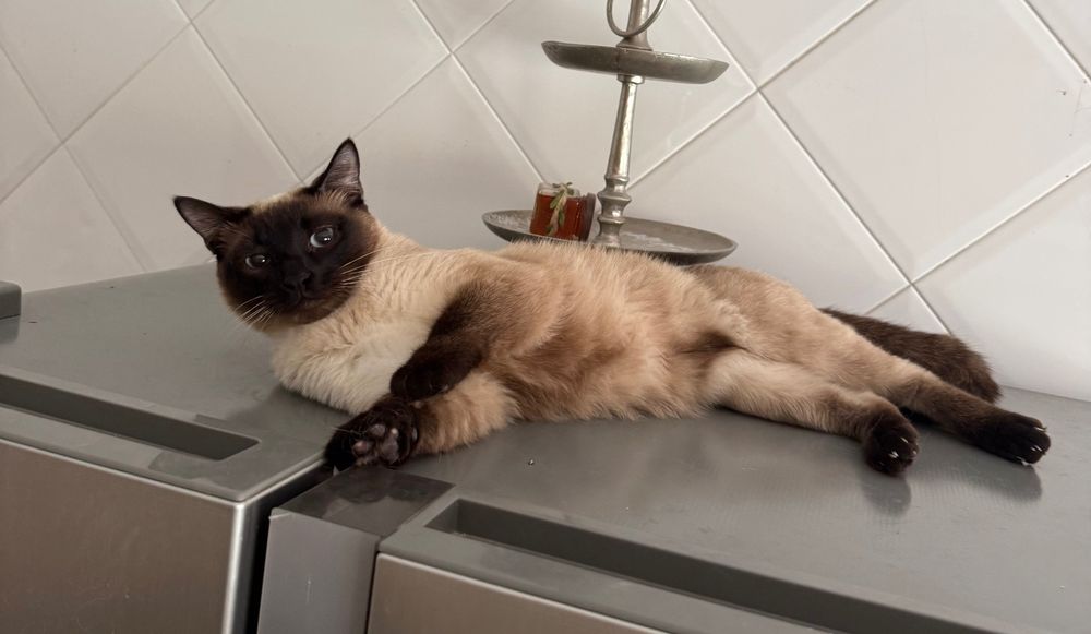 Gata Siamesa para Adoção Responsável