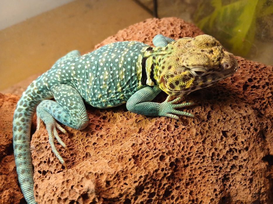 L. Obrożny Terrarium24 Lublin