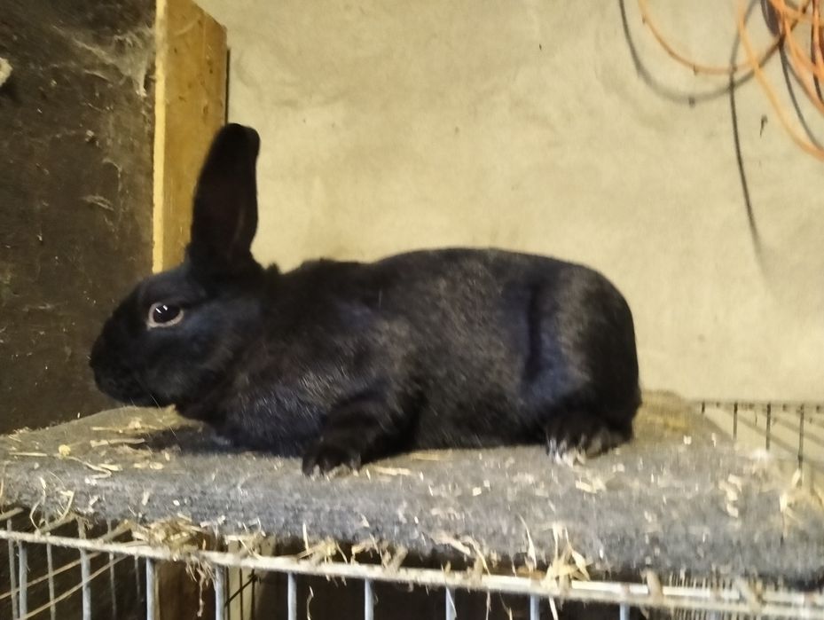 Samiec angielski srokacz czarny