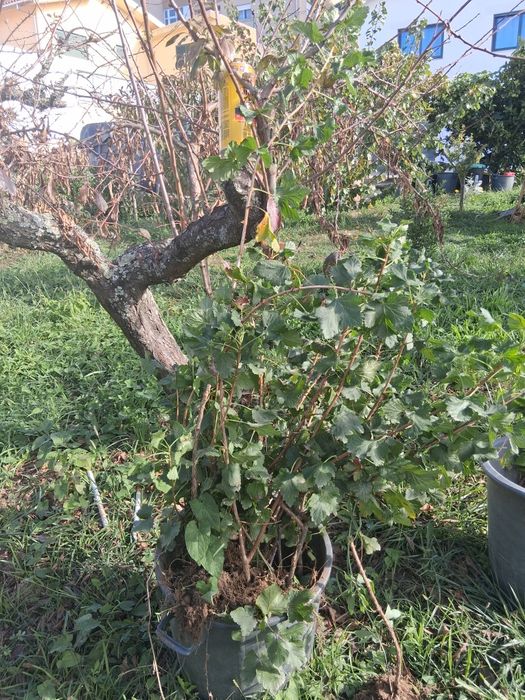 Uva krispa com muita raiz, plantas adultas.