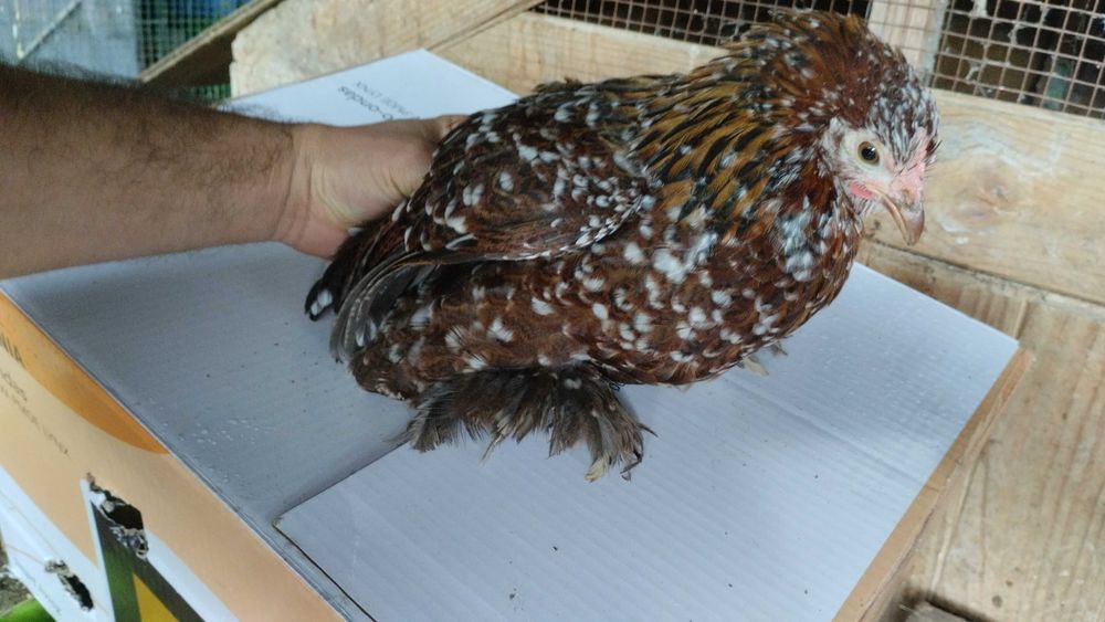Brahmas Criação Exclusiva - Brahma Bio Farm