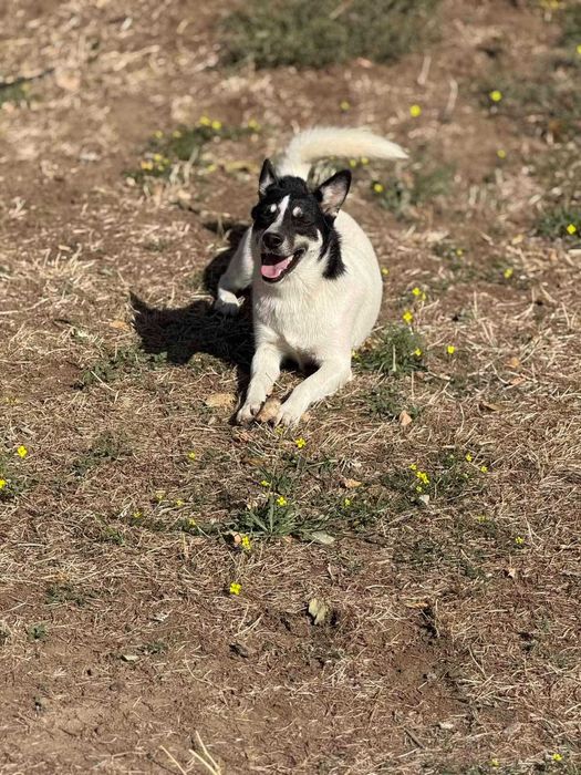 Жасмин в поисках дома