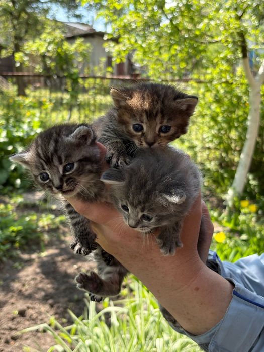 Котенята безкоштовно