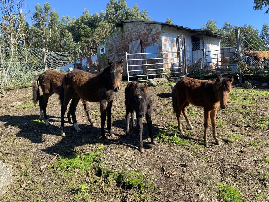 Garranos 2 machos e 2 femeas