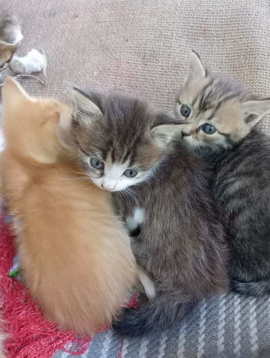 Кошенята, віддам в хороші рукі