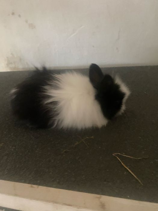 Króliki miniatorowe tedy