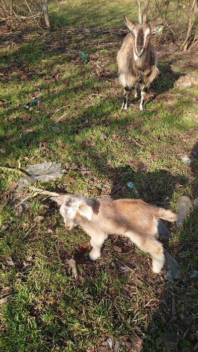 Козинята, кози, козлята