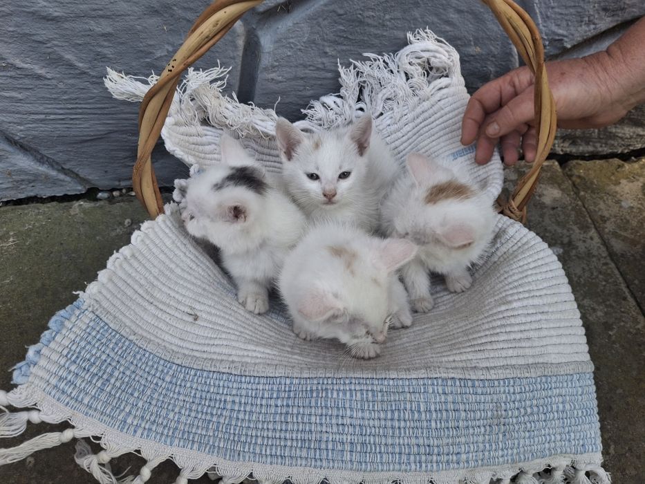 Котики в добрі руки безкоштовно