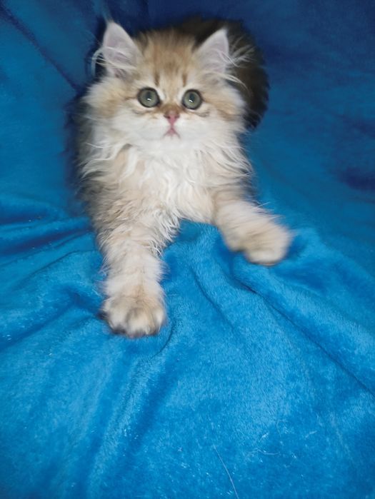Мега ласковий хлопчик золота шиншила чекає на родину