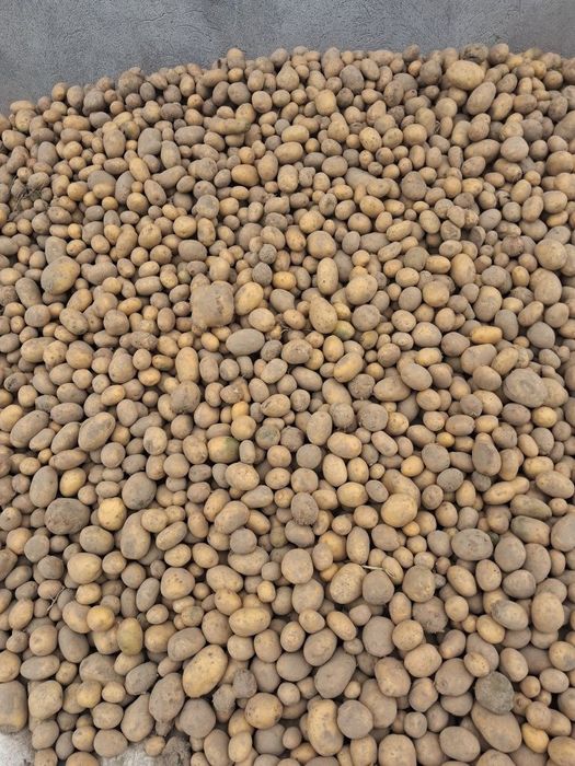 Ziemniaki paszowe drobne