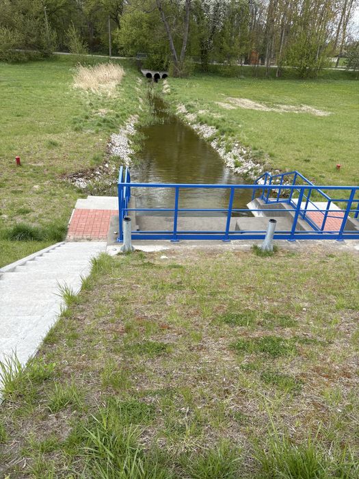 Króliki kalifornijskie