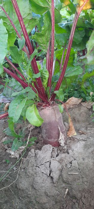 Buraki ćwikłowe podłużne