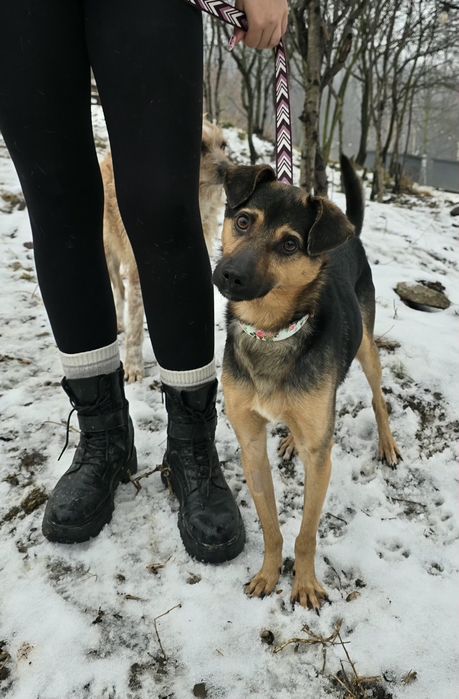 Roczny samiec do adopcji