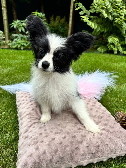 PAPILLON - spaniel kontynentalny miniaturowy- ZKwP/FCI