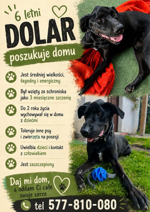 Oddam psa w dobre ręce