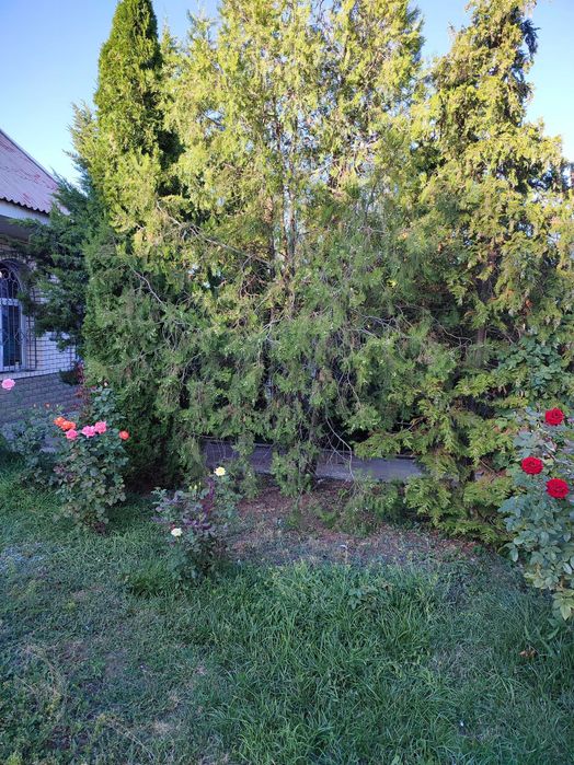 сдам дом в долгосрочную аренду