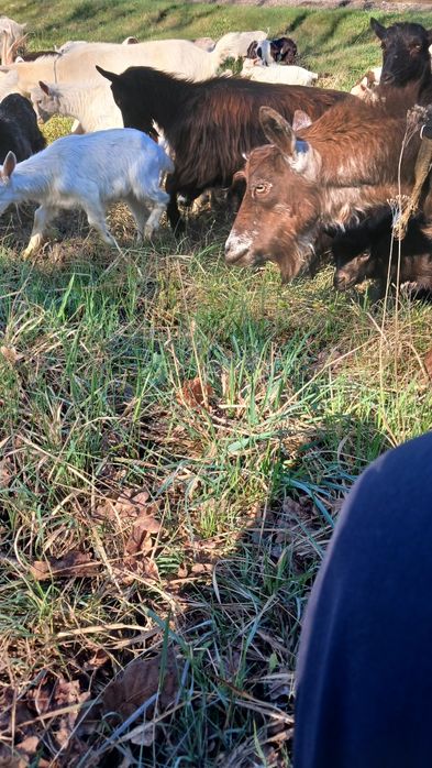 Пропоную кіз, козликів та козенят,  зааненської породи.