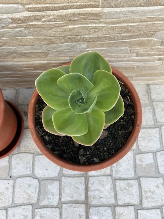 Vendo duas plantas cato rosa pedra.