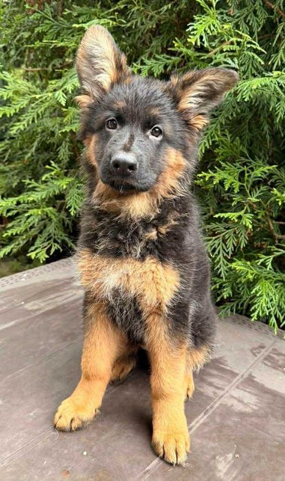 owczarek niemiecki długowłosy suka FCI