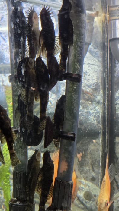 Zbrojniki - glonojady