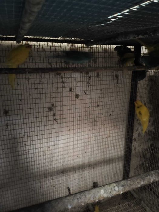 Kakarikis casais feitos muito bonitos