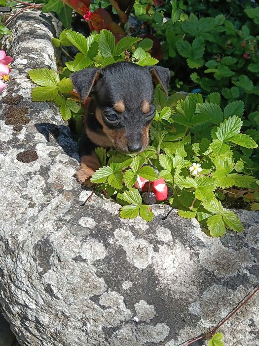 Pisncher super miniatura