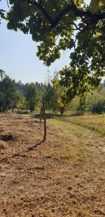 Ексклюзивна земельна ділянка в сосновому лісі, р-н Кавунових дач