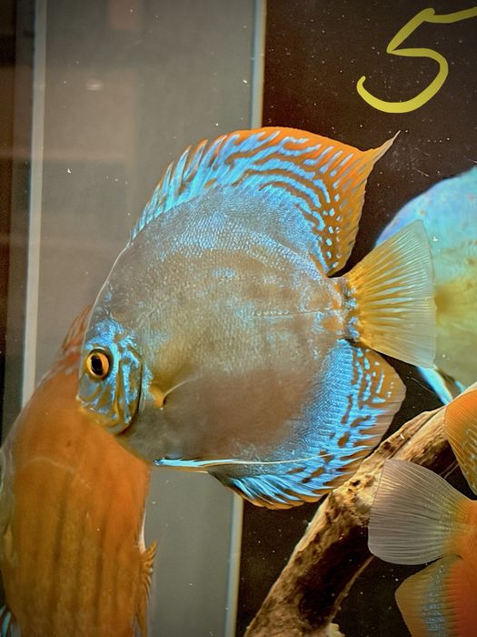 Discus M, L e XL