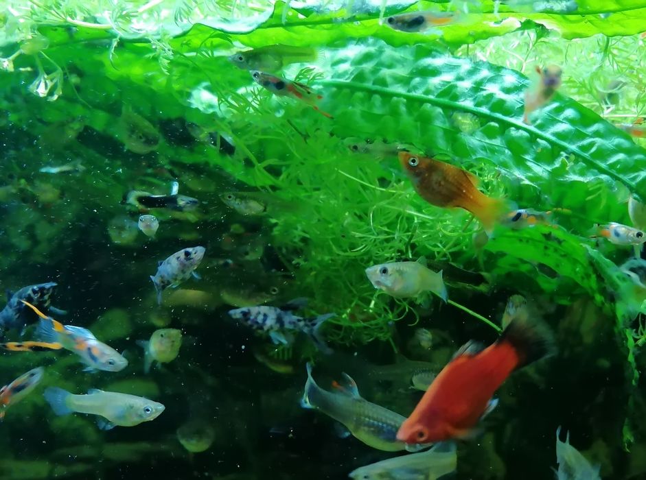 Gupiki endlera  młode