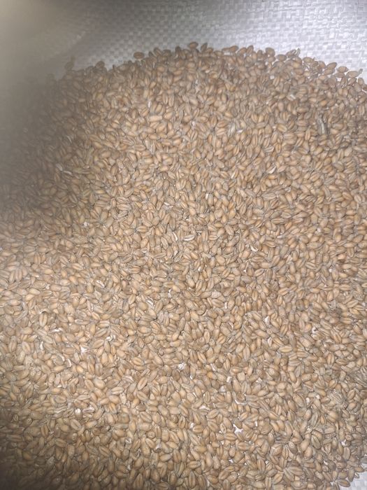 Pszenica ozima euforia