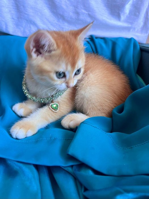 Кошеня!Золотий красунчик! Шиншила