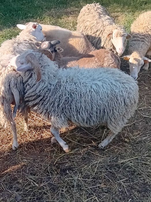 Sprzedam owieczki