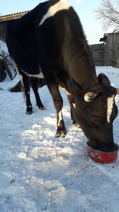 Продається добра молода корова