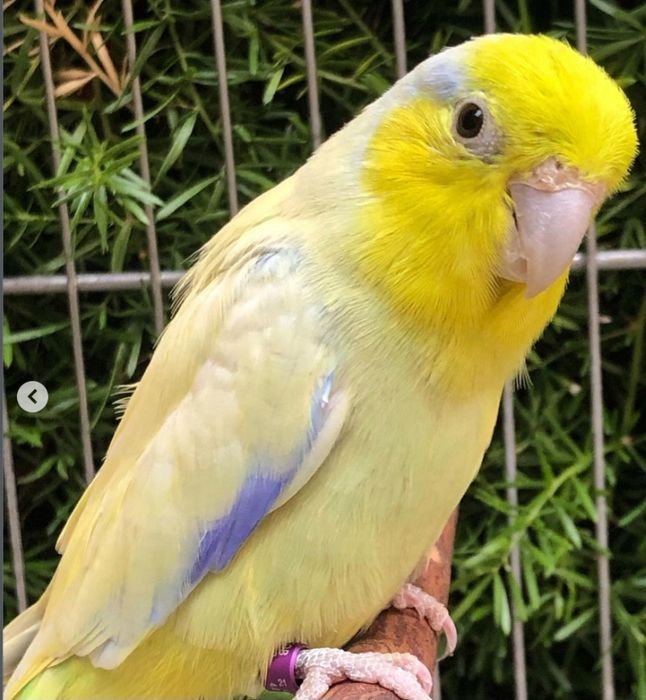 Casal de forpus  para venda