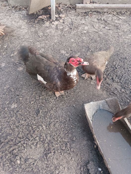 Качки шипуни на розмноження