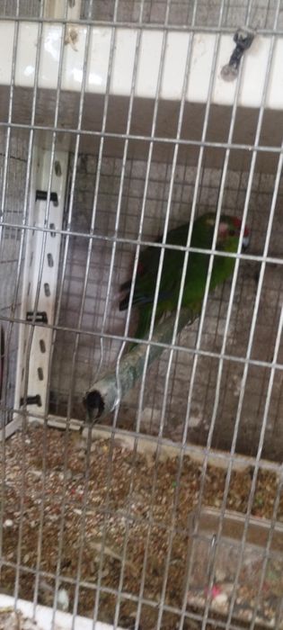 Vendo um casal de red rump e 2 machos e 1 fêmea de kakarakis