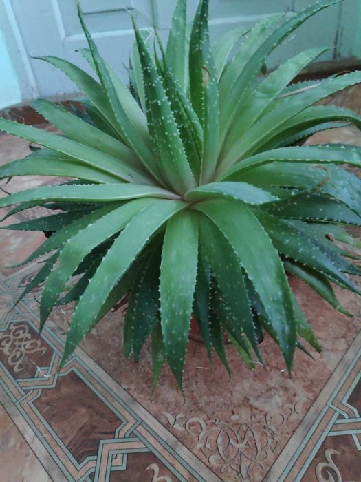 Алоє арістата сукуленти