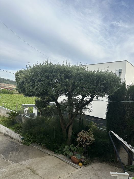 Vendo olibeiras  e sicas azevinhos e pinheiros mansos