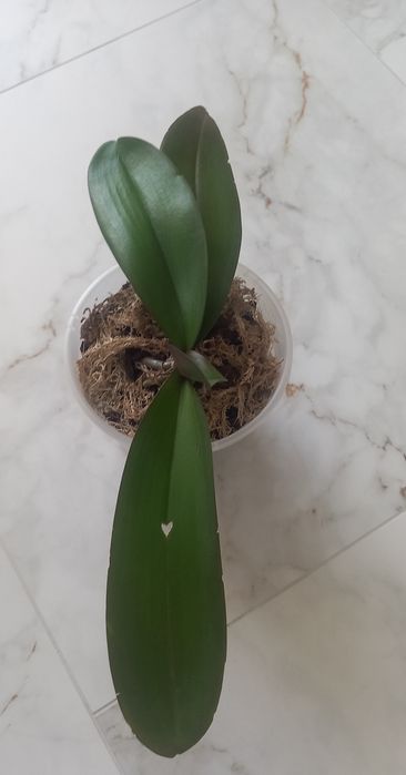 Орхідея біг ліп Miki Rhythm Dancer 115