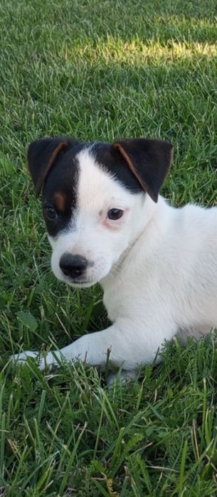 Jack Russell Terrier - suczki