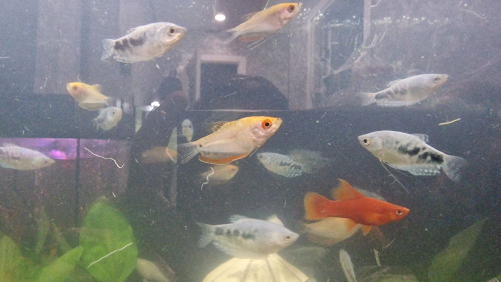 Гурамі мирні рибки